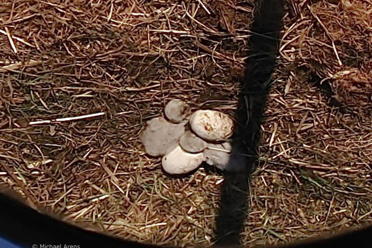 Blick in das Nest von oben. Es sind zwei Storchenküken und zwei Eier erkennbar