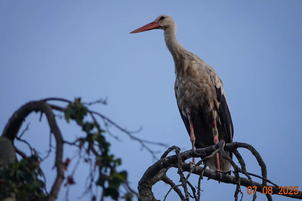 in der Dämmerung (blaue Stunde) steht ein Storch mit einem gelben breiten Ring auf einem Ast