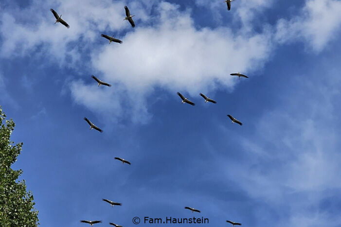 16 Störche am blau-weißen Himmel im Segelflug Signatur: Familie Haunstein