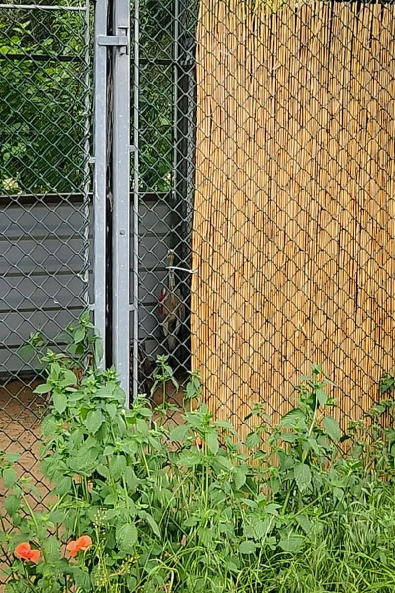 hinter einem Sichtschutz aus Rohr in der Voliere kann man mit etwas Mühe einen Graureiher stehen sehen.