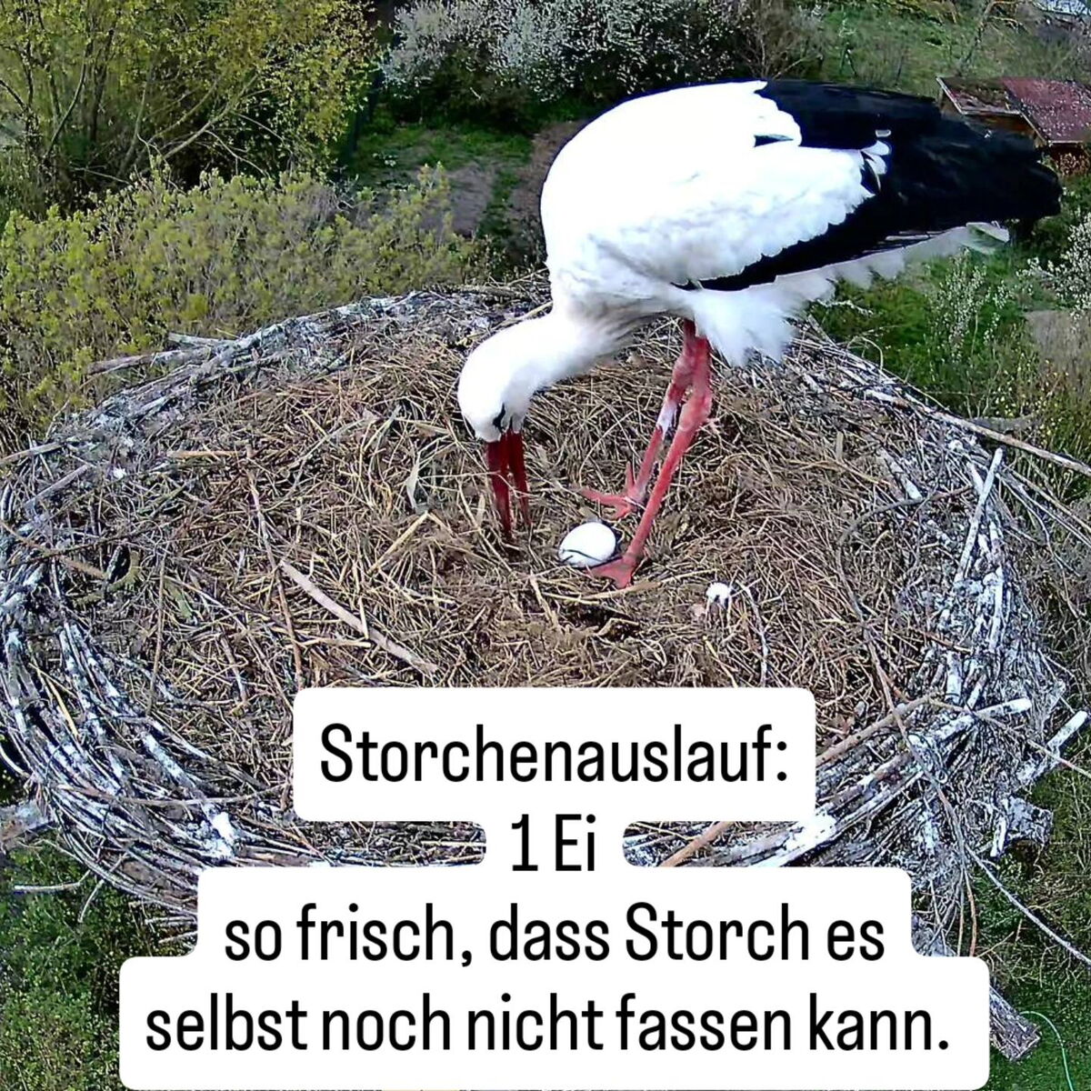 ein Storch schaut in sein Nest, darin liegt ein Ei