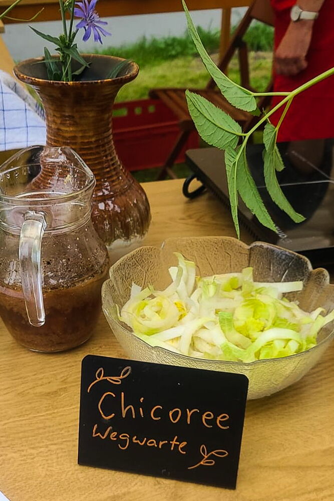 ein Salat, davor ein Schild: Chicorée - Wegwarte