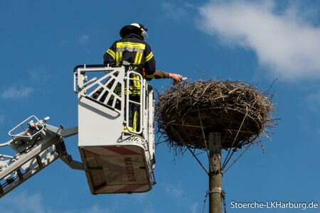 Anton wird in den Horst eingesetzt