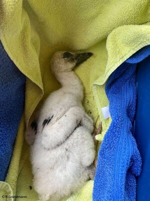 Jungstorch aus Aderstedt