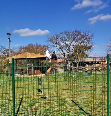 Frühling auf dem Storchenhof