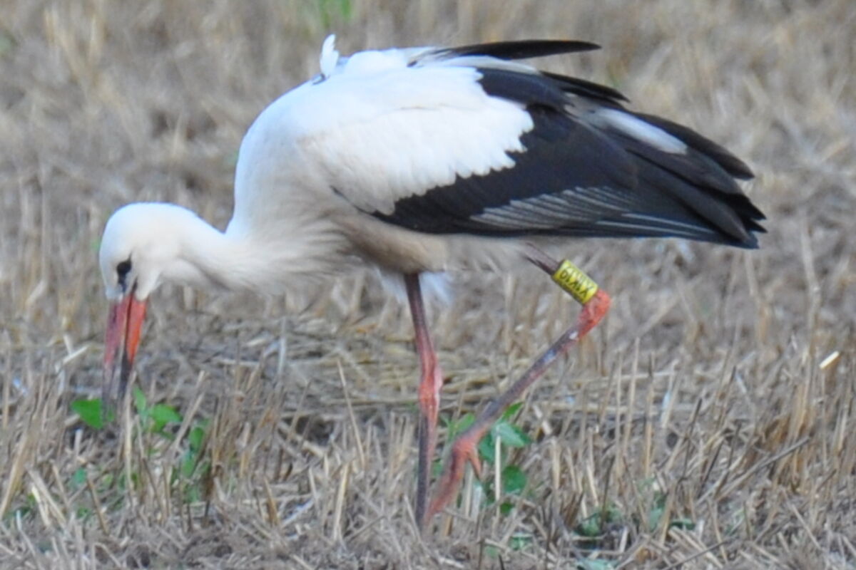 ein junger Storch mit Ring und Sender läuft nahrungssuchend über eine trockene Wiese