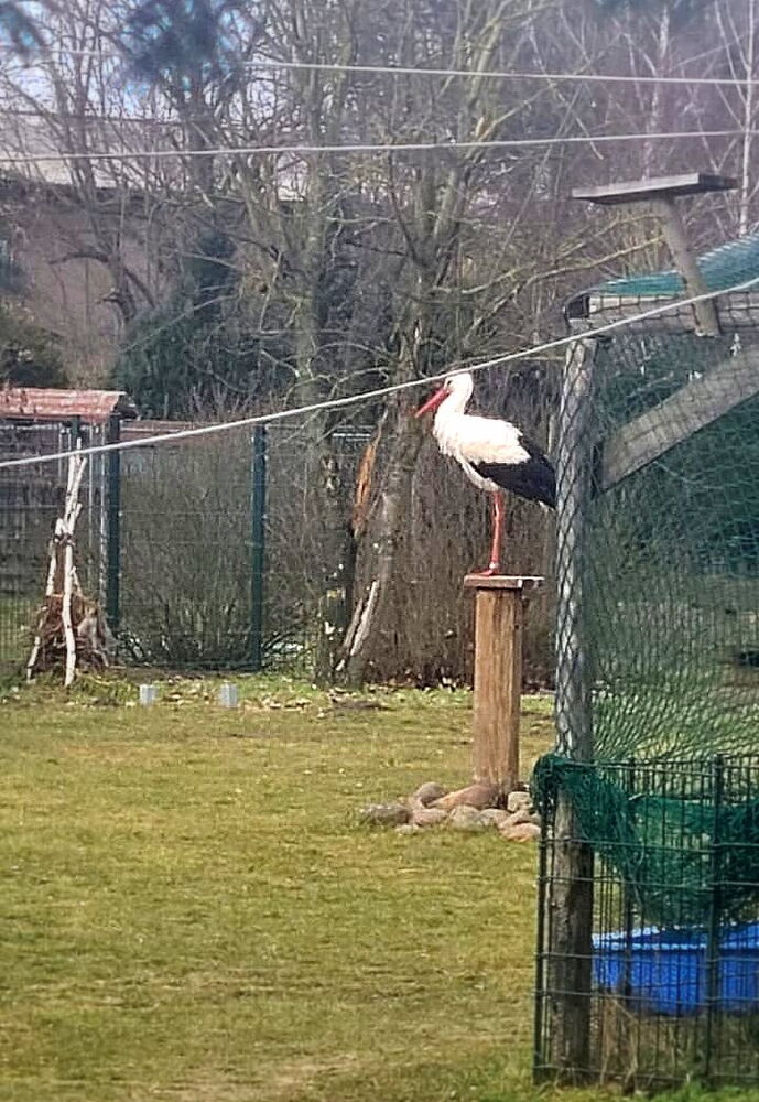 der Storch Mika steht auf dem Podest vom Prinzesschendenkmal