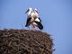 zwei Weißstörche stehen im Storchenhorst