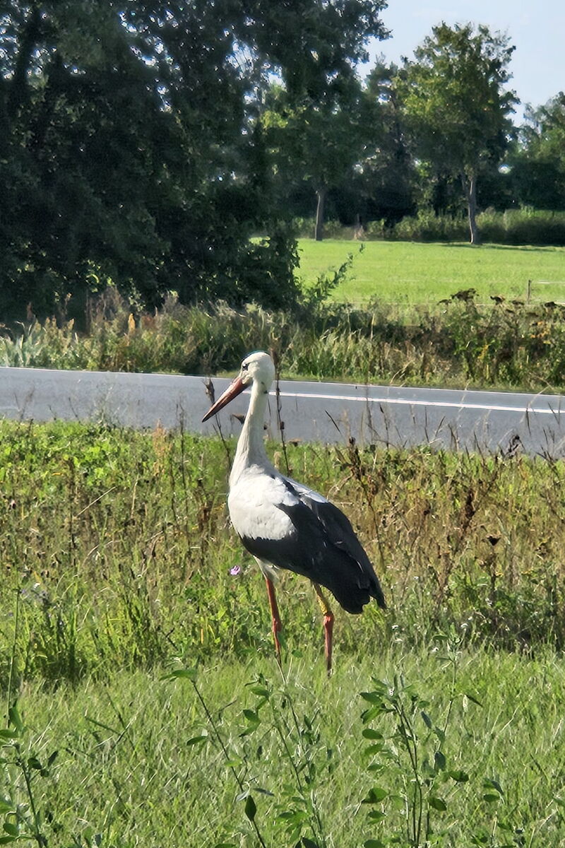 ein Storch läuft durch eine Wiese am Straßenrand