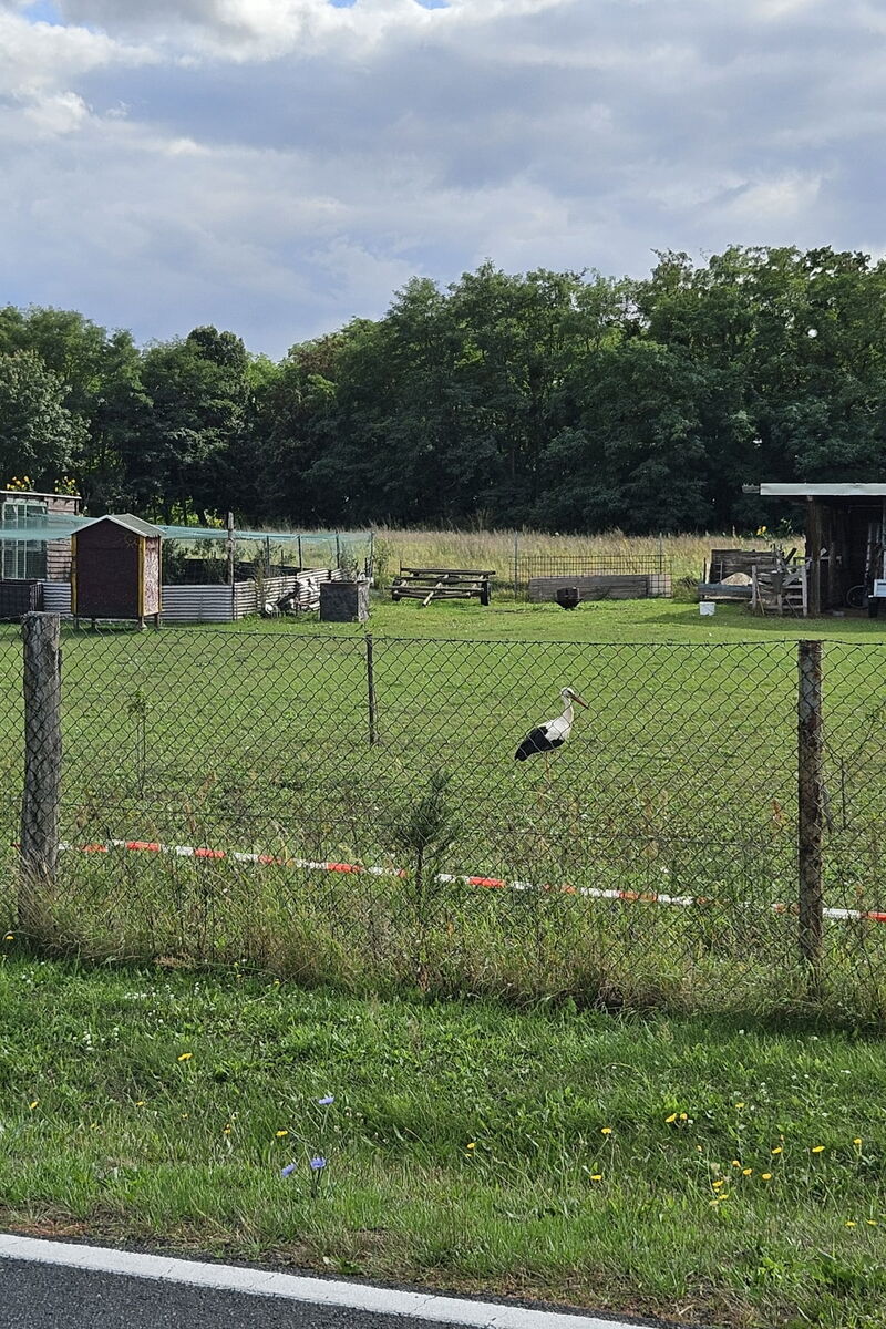 nur Mika ist zu sehen auf einer umzäunten Wiese
