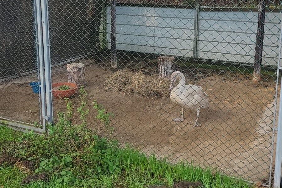 der Schwan steht in der Voliere