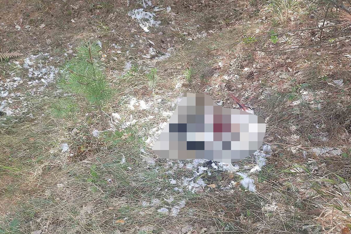 ein Körper eines Storches ist gerade noch am Waldboden erkennbar. das Bild ist zum Teil verpixelt, aus Rücksicht