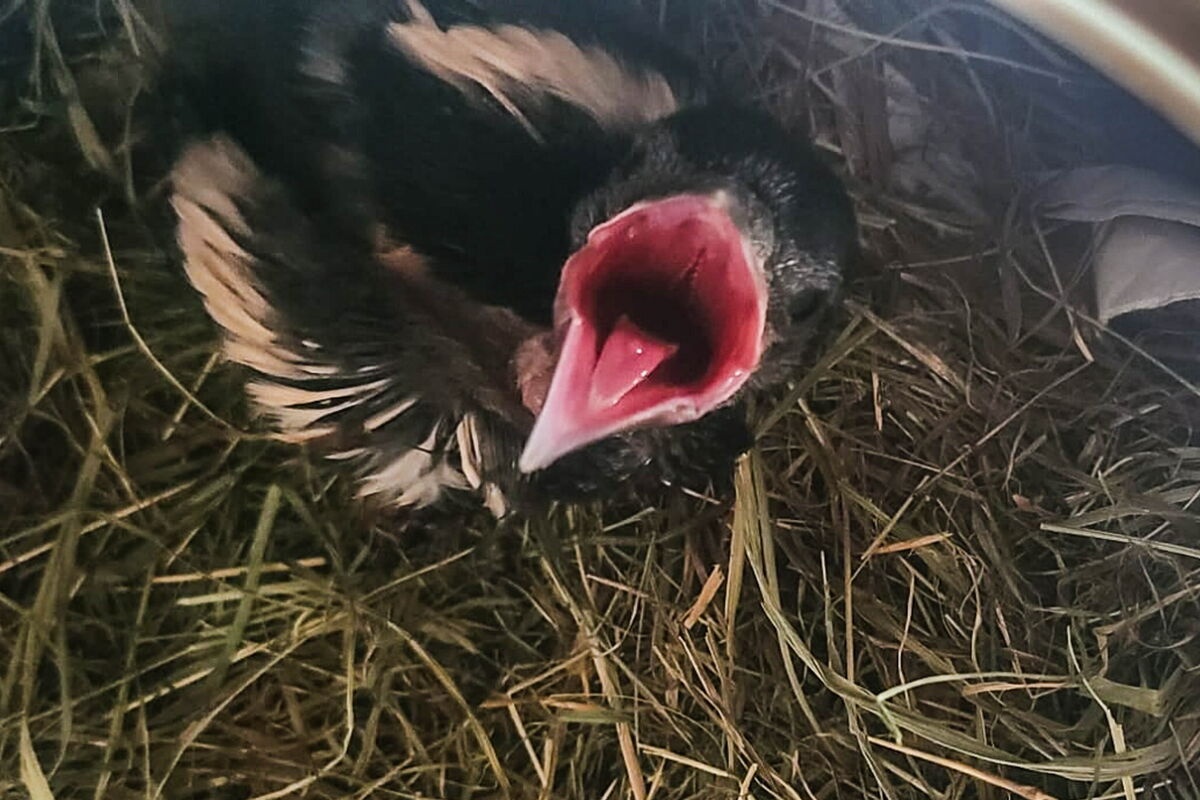 auf einem Strohbett in einer Schüssel sitzt eine kleine Elster und sperrt den Schnabel weit auf