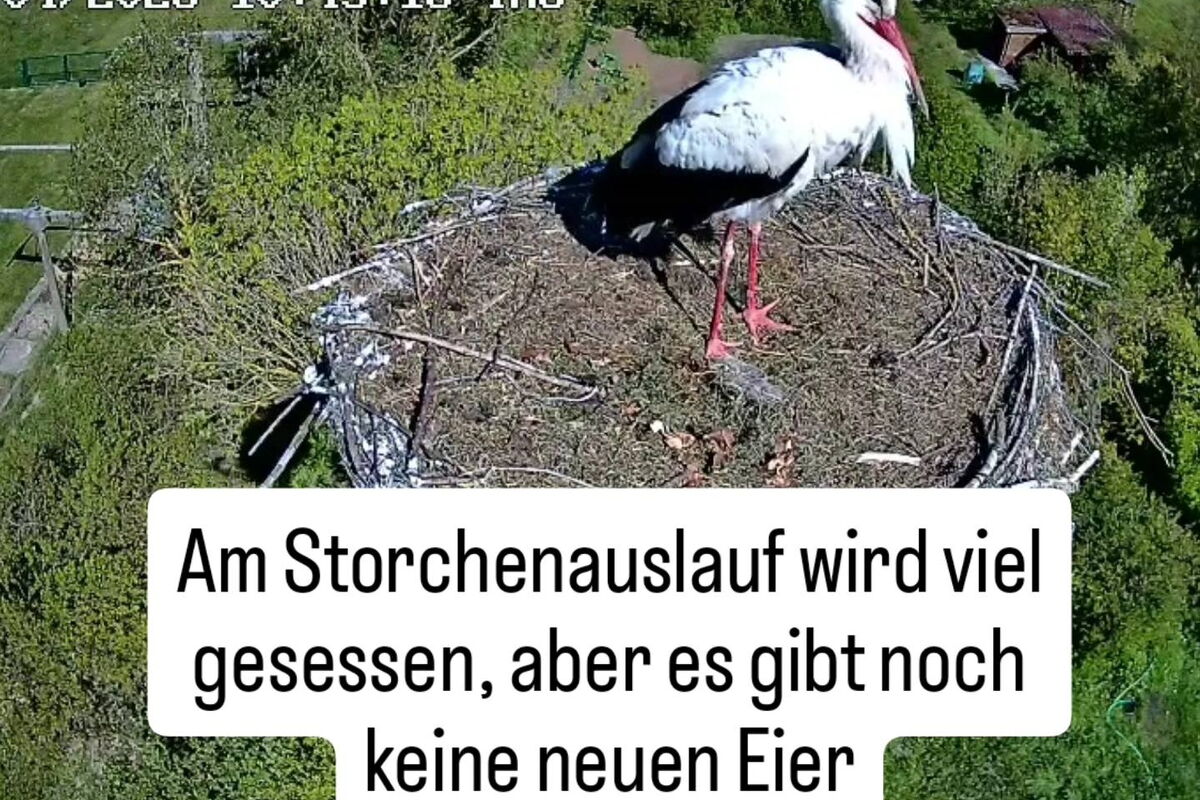 Storchennestkamera zeigt ein leeres Nest mit einem stehenden Storch darin