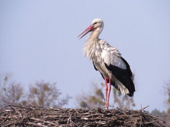 31.03.2021 Der Angreifer