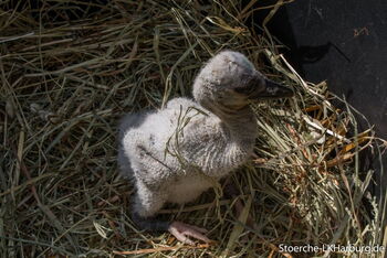 Anton wird in den Horst eingesetzt am 29.05.2019