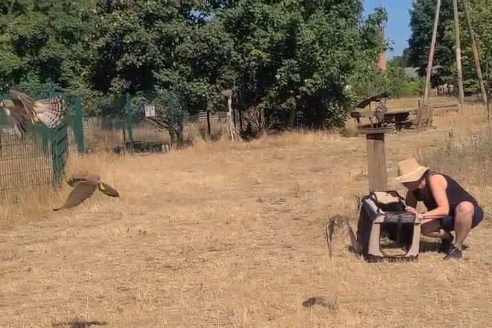 auf der trockenen Wiese hock jemand und öffnet die TRansportbox mit den Falken, sie fliegen heraus - Link zum Short-Video bei Youtube