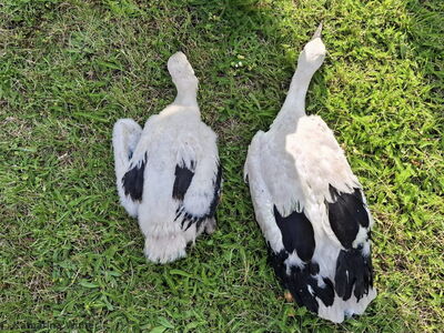 der Größenunterschied dieser Viererbrut ist beträchtlich, der Große ist beinahe doppelt so groß