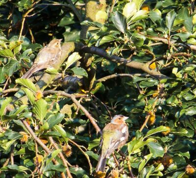 Buchfinkenpärchen