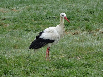 DEW 7T181 - Holly (1988)