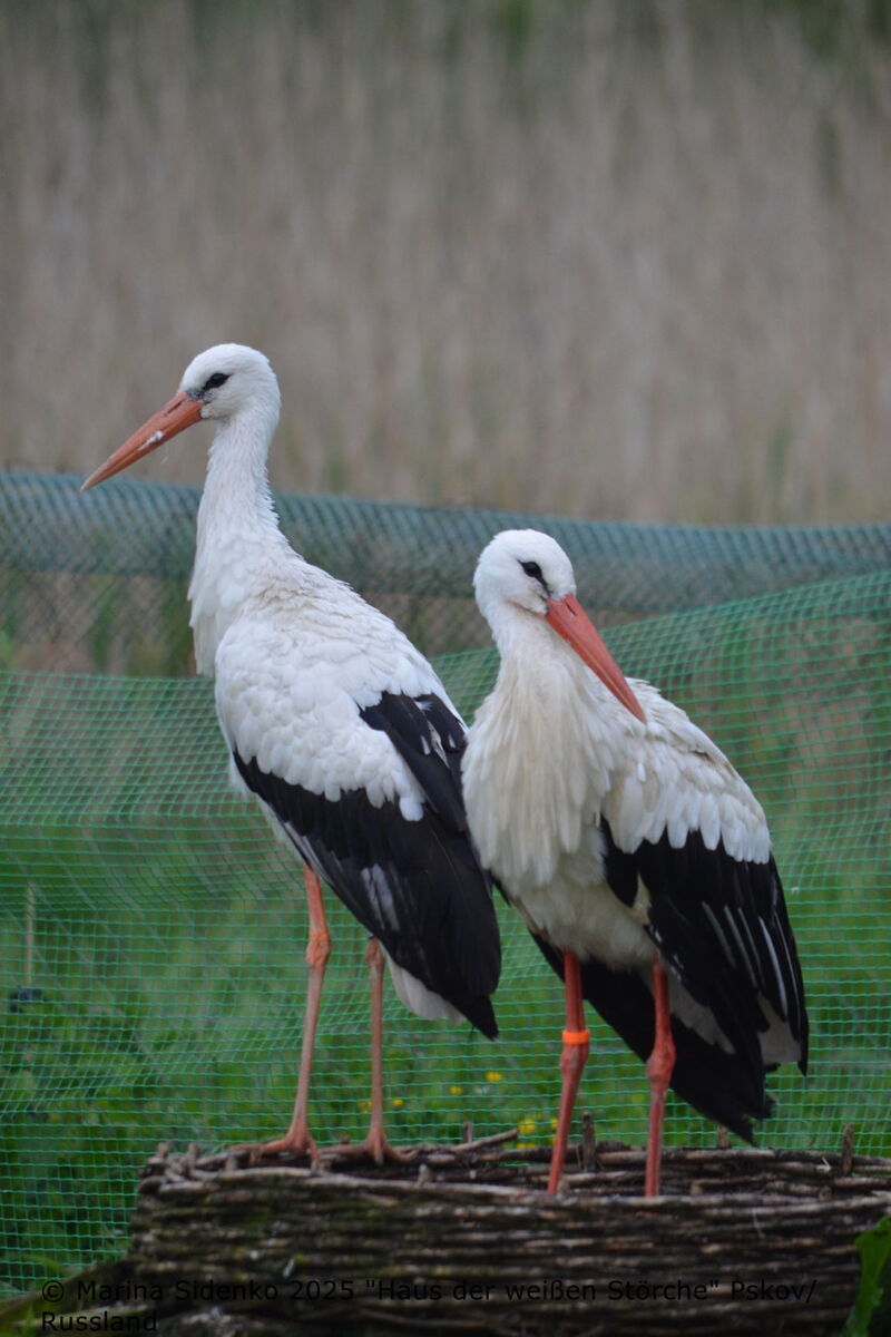 zwei Störche stehen in einem Kunstnest, was am Boden gebaut wurde