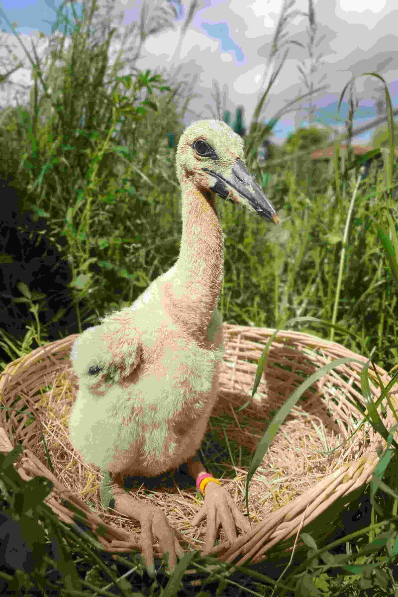in einem kleinen Korb sitzt aufrecht gestreckt ein Storchenküken