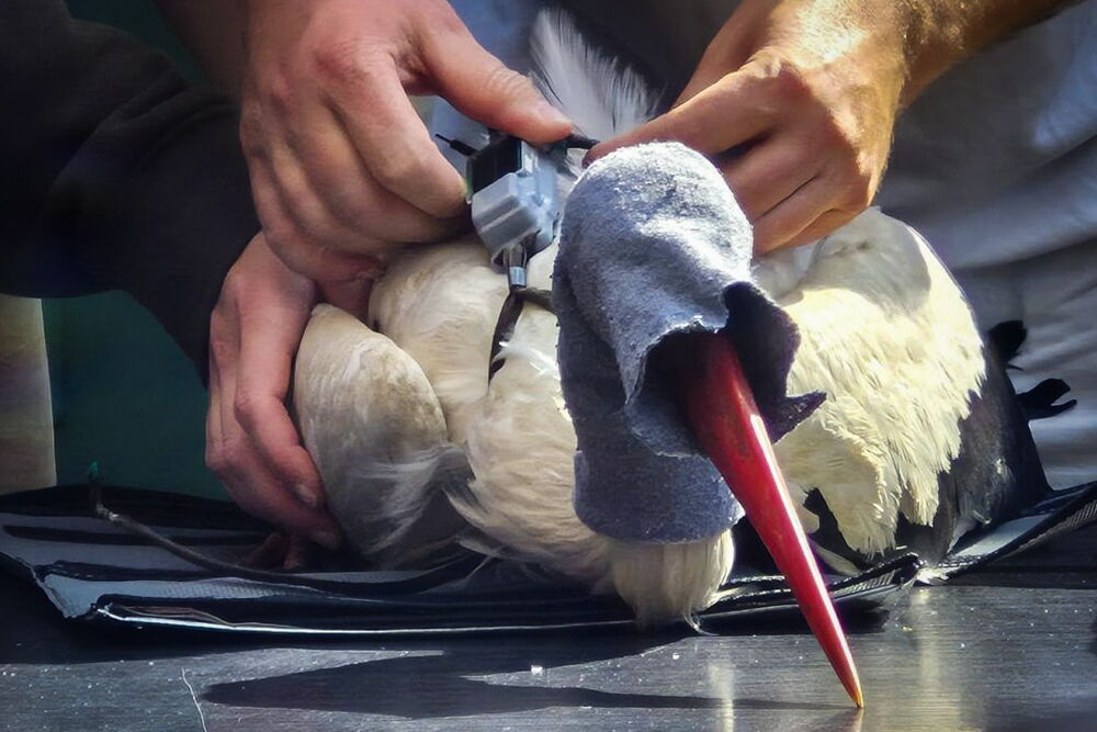 Auf dem Tsich liegt ein Storch mit einer blauen Socke über dem Kopf. Auf dem Rücken ist ein Sender erkennbar