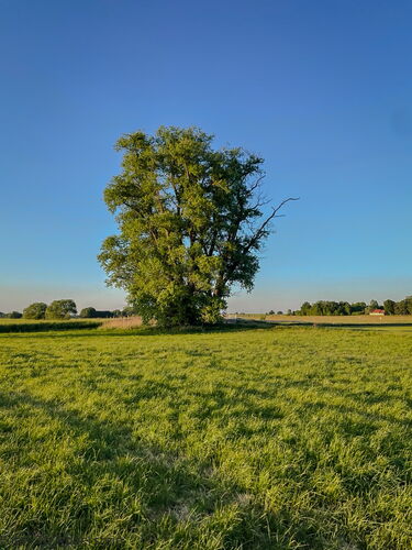Seppl 16.05.2025 Schlafbaum - Suchbild