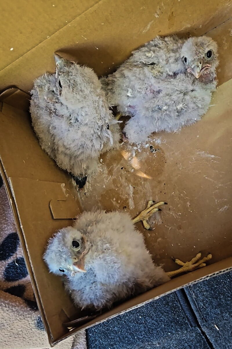 Drei noch weiße Falkenkinder sitzen in einem Karton