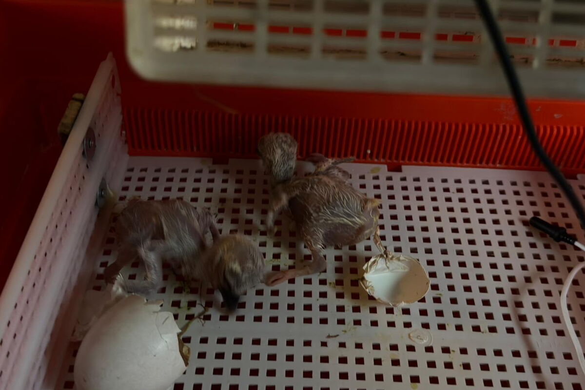 im Brutschrank sind zwei Storchenküken und die Reste einer Eierschale