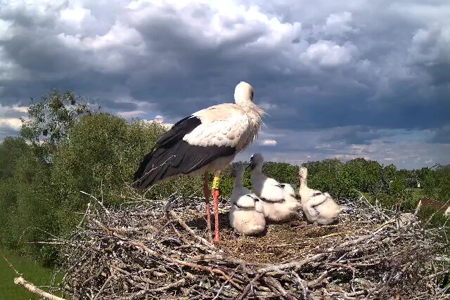 Cam-Aufnahme: im Nest steht ein Altstorch, rechts von ihm drei kleine Störche, die schwarzen Federn am Flügelrand sind schon zu sehen.