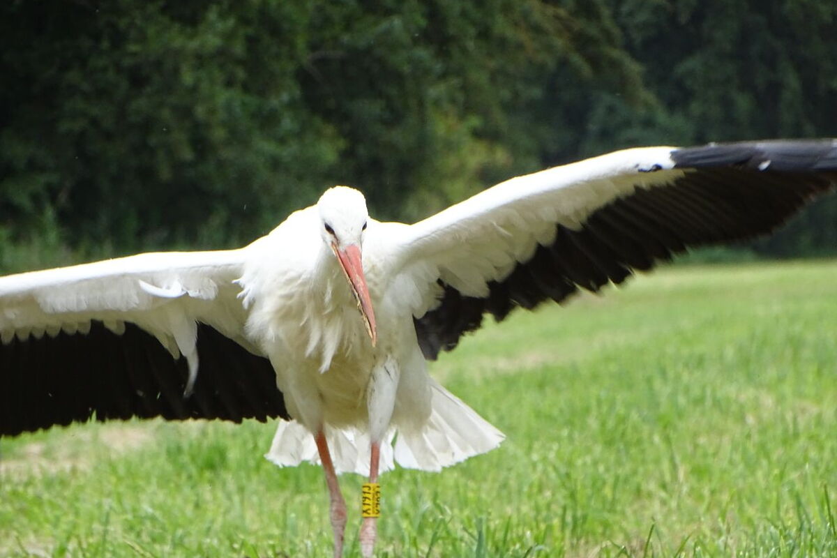 ein Storch mit einem leichten Fehlschnabel (überkreuz) breitet  seine Schwingen aus.