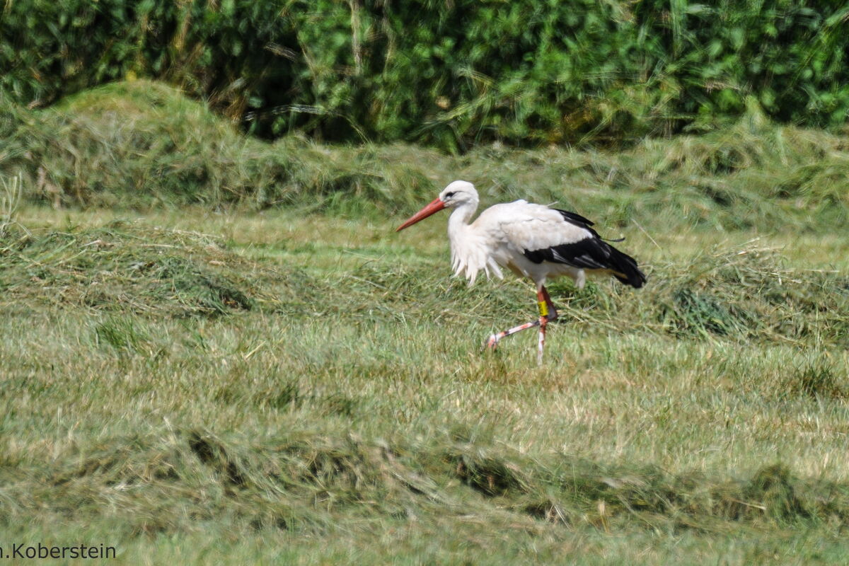 der Storch läuft über die frisch gemähte Wiese. Die Antenne und der Ring sind zu sehen