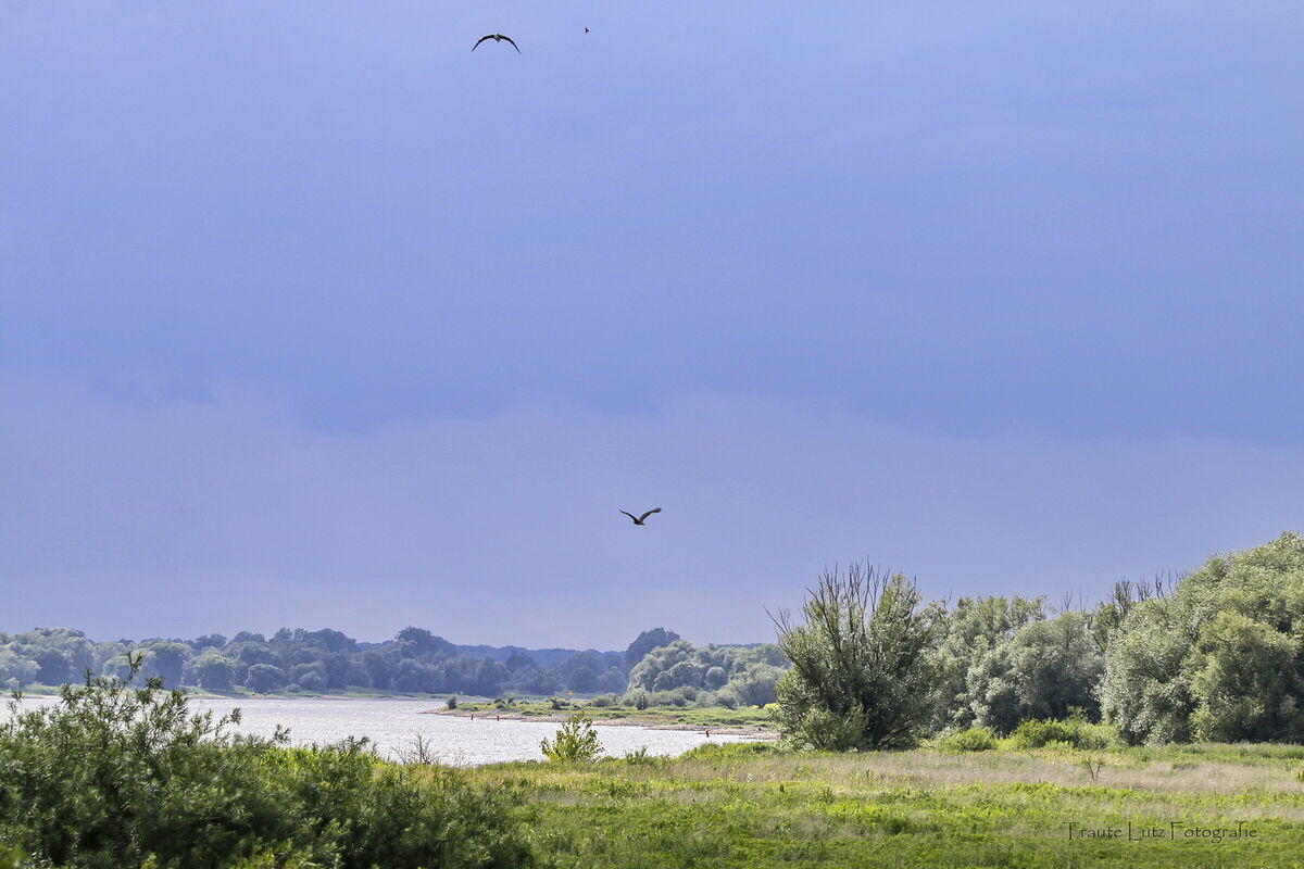 es ist eine Landschaft zu sehen, ein Seeufer, ein unwetterblauer Himmel und fliegende Greifvögel