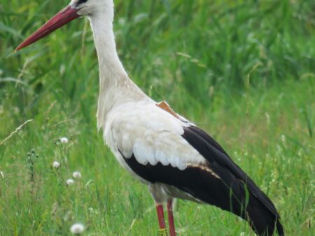 Foto: R.Isensee  Mose Ende Juli 2022 bei Veltheim