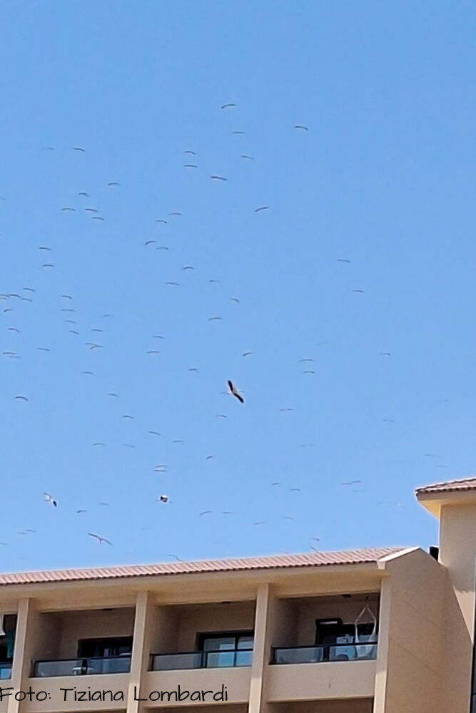 über einem Haus sind am Himmel Störche erkennbar