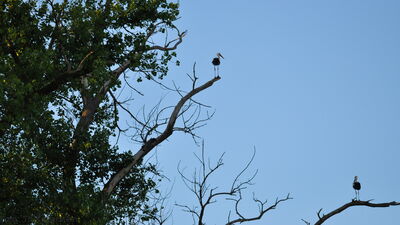 Seppl oben auf seinem Schlafbaum am 16.05.2025