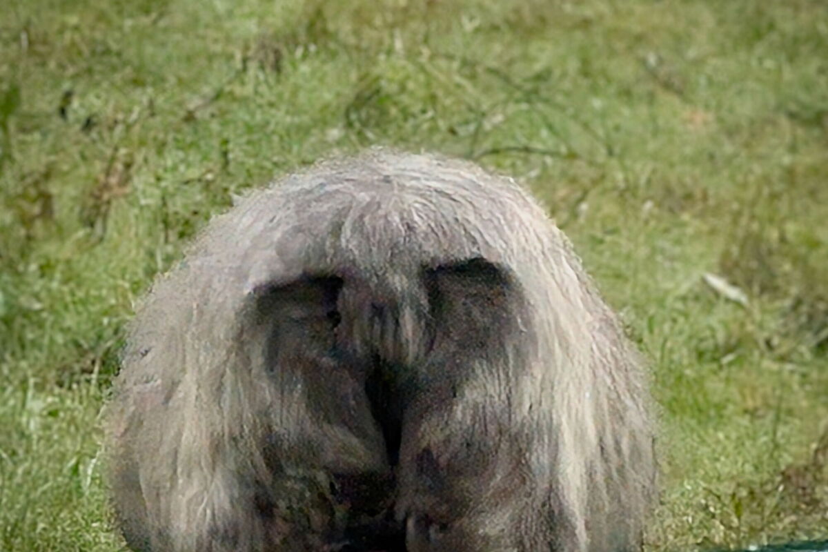 es sieht aus, wie ein Faultier oder eine Eule?