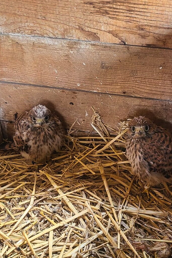 zwei junge Falken mit richtigem Gefieder  sitzen in einer Box