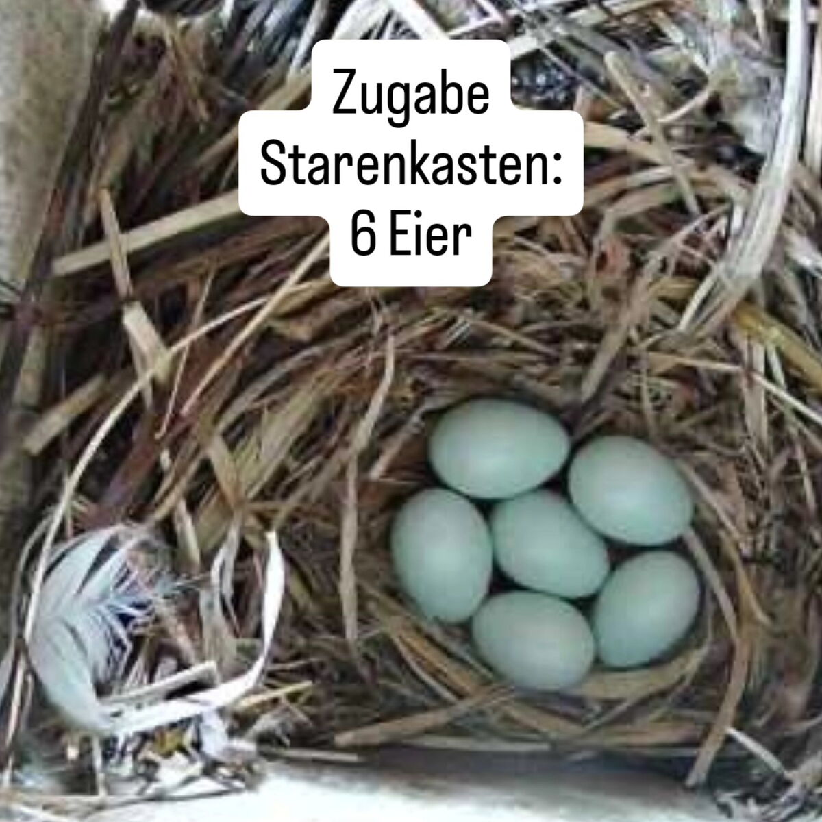 Blick in ein kleines Nest mit 6 blaugrünen Vogeleiern