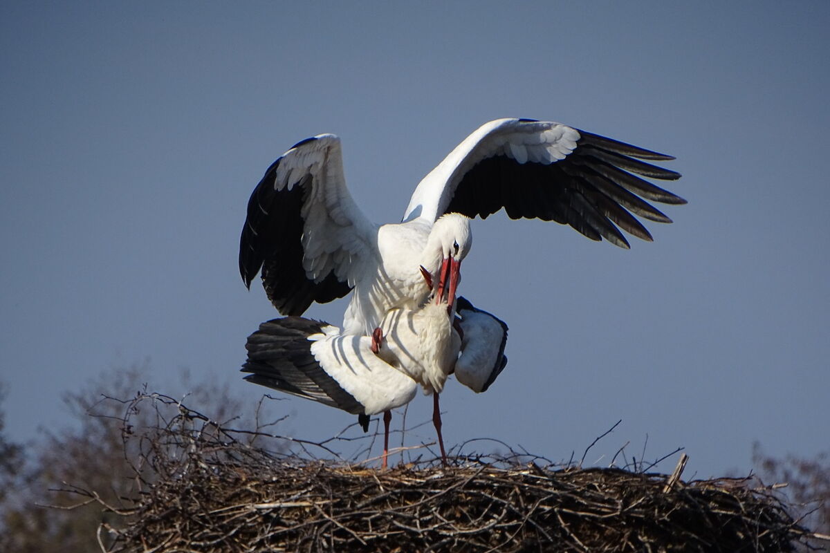 ein Storchenpaar bei der Paarung auf dem Nest