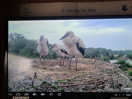 20.06.2023 Wiesenhorst, endlich Regen
