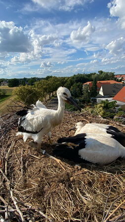 zwei junge Störche liegen in einem Nest, ein 3. Jungstorch hockt, das ist Barbara aus Kamerun/Damnatz