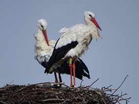 DSC01342 Wally und Benjamin 15032023