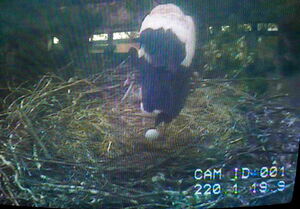 Das 1.Ei auf dem Haupthorst