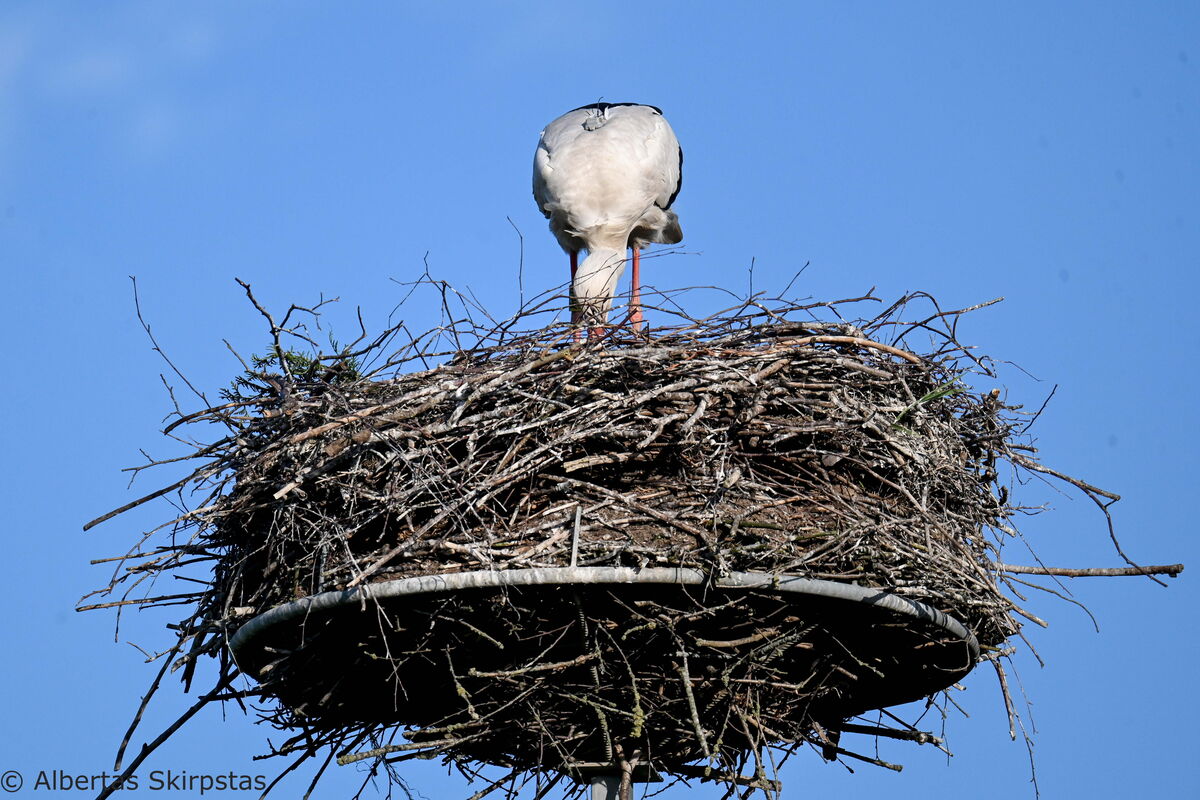 ein Storch (Claus) steht auf einem Nest und ist mit dem Schnabel unten. Man erkennt deswegen den Sender auf seinem Rücken