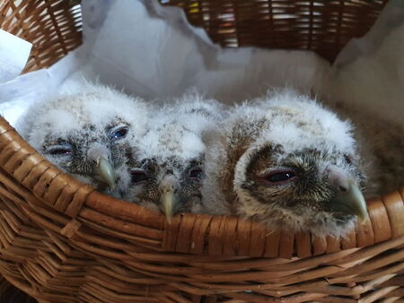 Waldkäuze bei uns am 21.04.2020