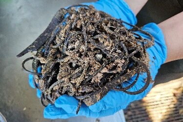 zwei Hände in blauen Handschuhen zeigen einen Haufen schwarzer Gummibänder