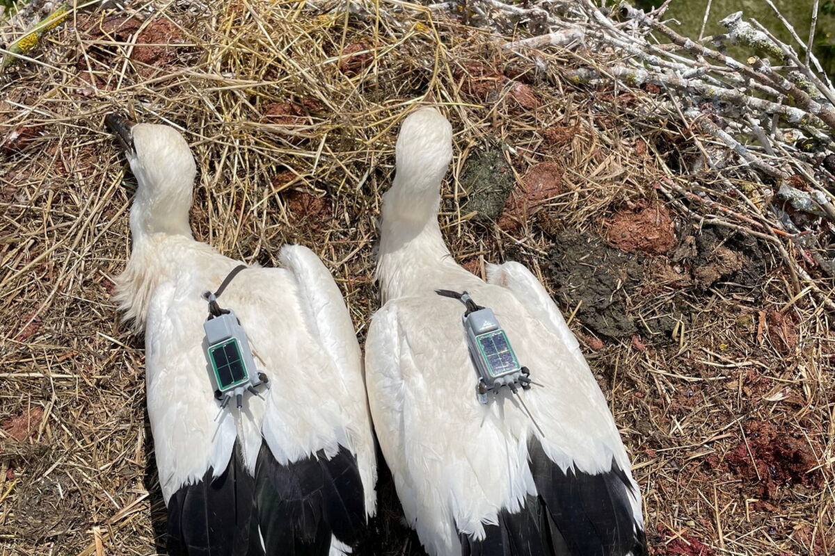 zwei junge Störche mit Sendern auf dem rücken von oben fotografiert