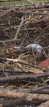 06.04.2025 Wiesenhorst 1. Ei